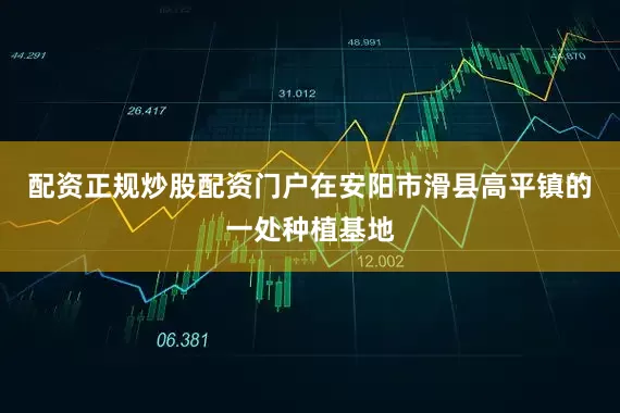 配资正规炒股配资门户在安阳市滑县高平镇的一处种植基地